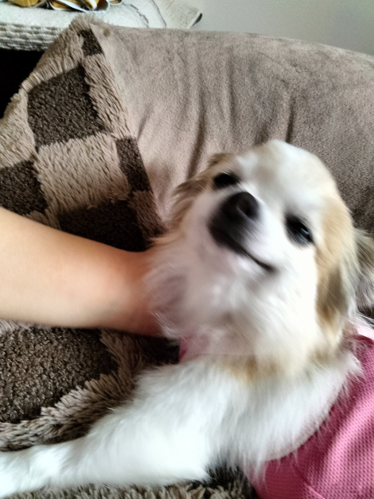 はな on LIPS 「愛犬ですめっちゃ笑ってたので皆さんに見て欲しいです🫠..」(1枚目)