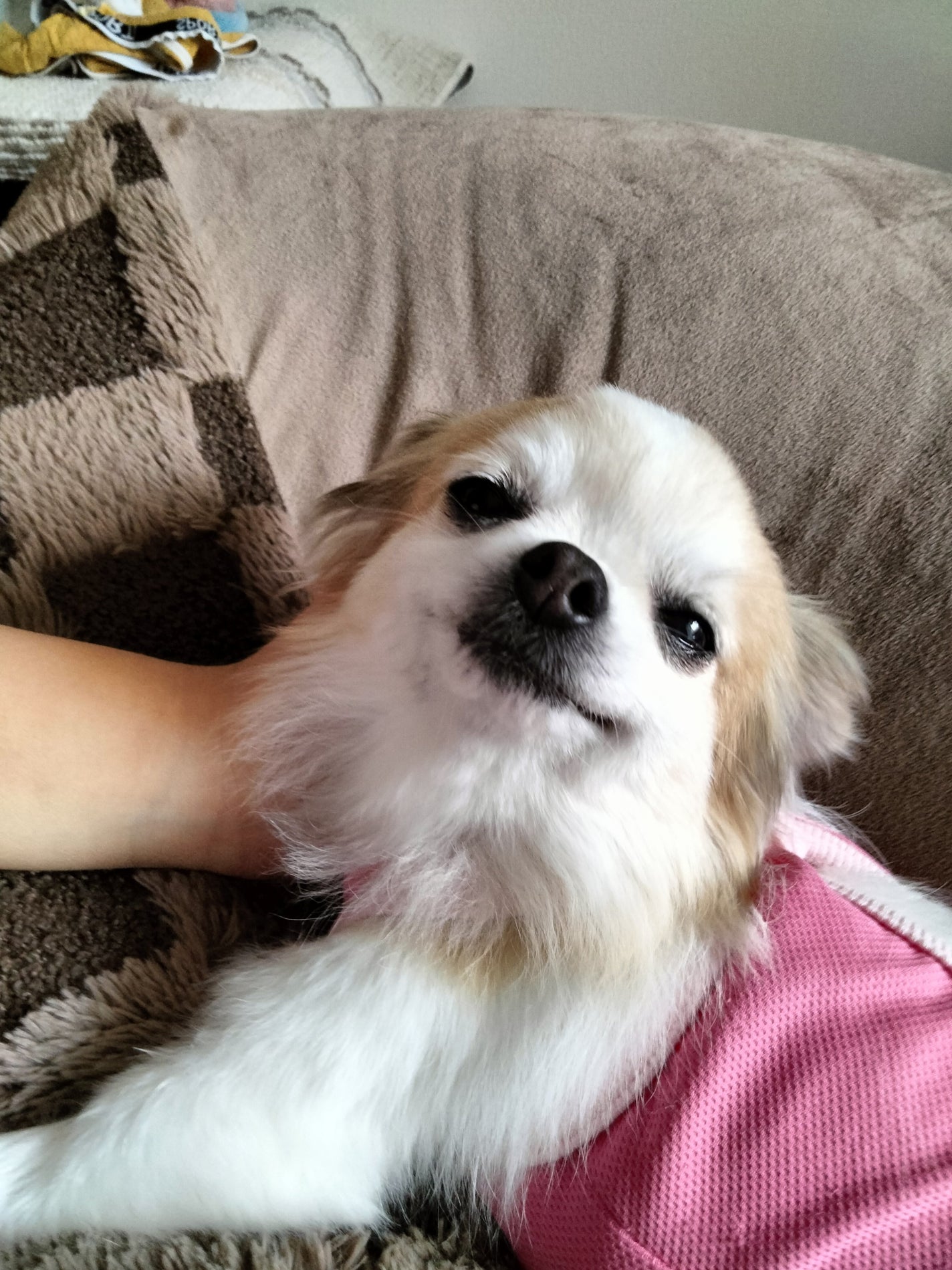 はな on LIPS 「愛犬ですめっちゃ笑ってたので皆さんに見て欲しいです🫠..」(2枚目)