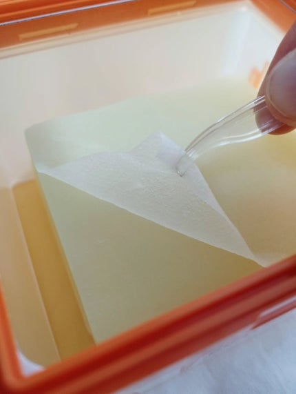 みよよん on LIPS 「🍋ELTビタユースフィトコーニングセラム50ml&ビタミンウォ..」(5枚目)