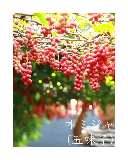 AHA 9.12 オミジャ 陶器肌 ウォッシュオフ セラム/parnell/美容液を使ったクチコミ(6枚目)