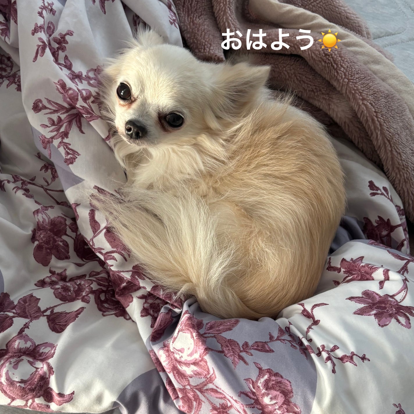 モロッカンオイル トリートメント/モロッカンオイル/ヘアオイルを使ったクチコミ(5枚目)