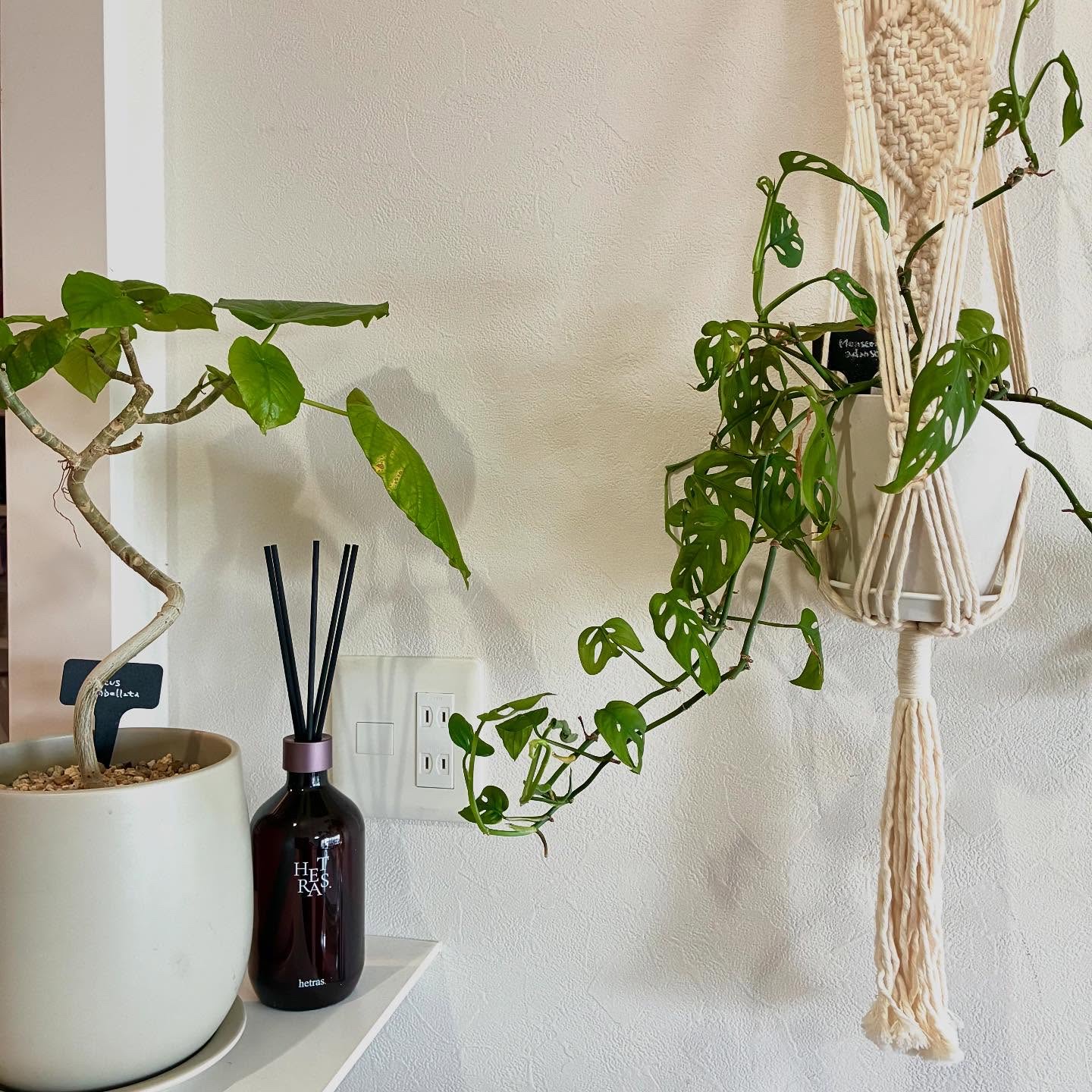 ディフューザーのご紹介です(^^)

---------------------------------.-

hetras
商品名：ヘトラス プレミアム ディフューザー

ラ　チューリップシャワー
(La Tulip Shower)

-