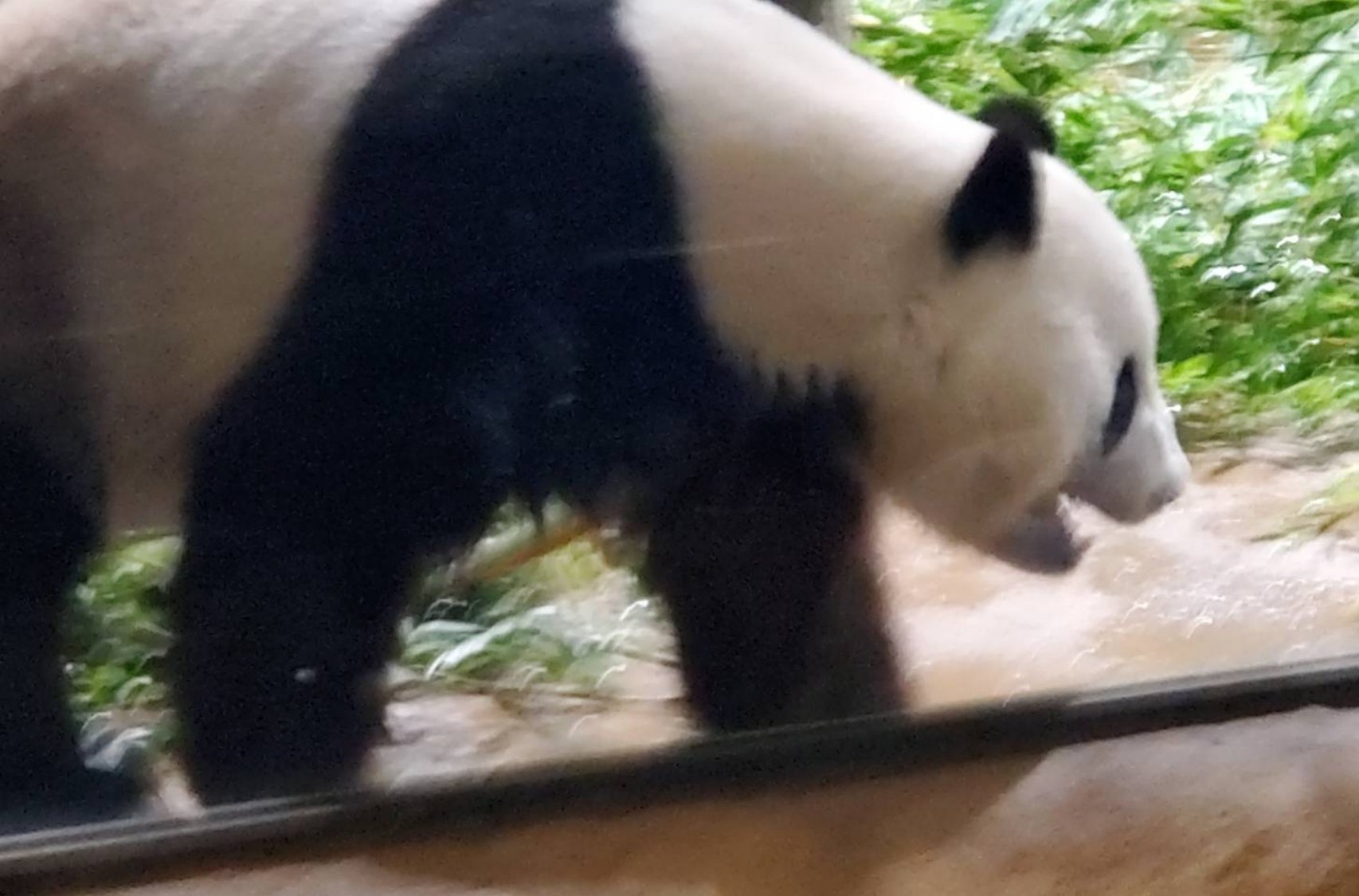 セラム シールド 40g/ONE BY KOSE/フェイスバームを使ったクチコミ（3枚目）