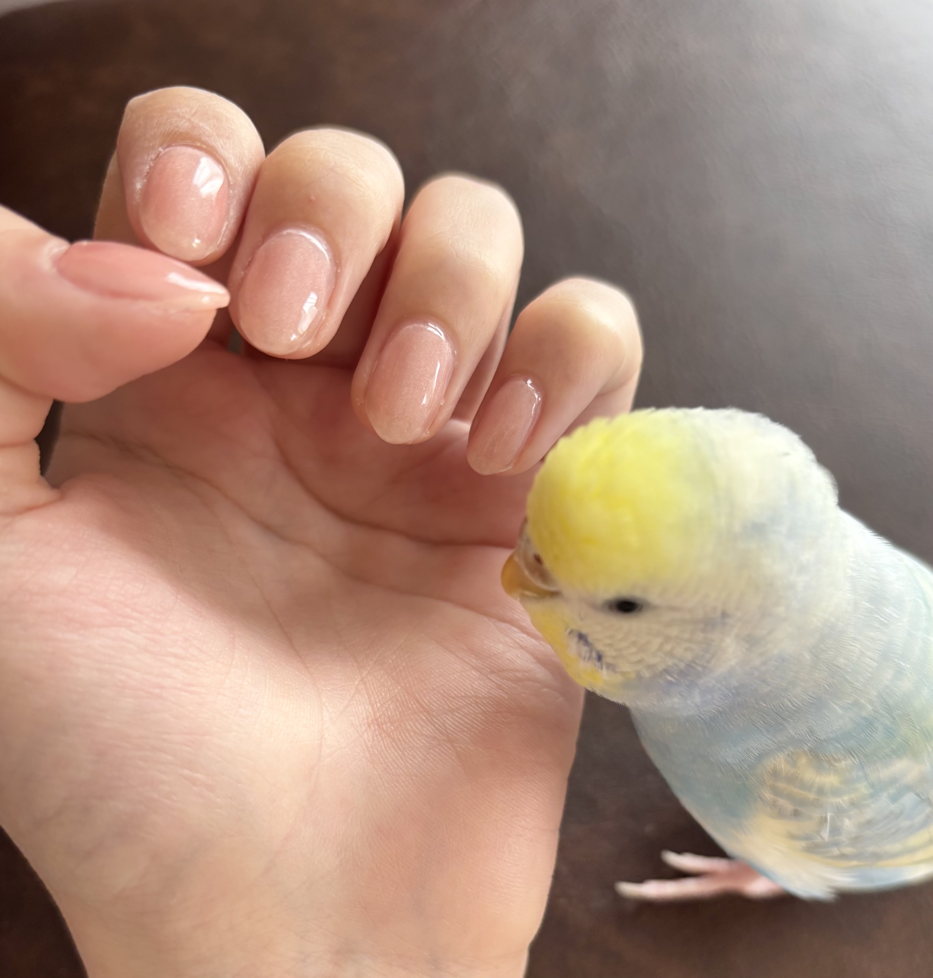 ジェルネイル（ライト対応）/セリア/ジェルネイルを使ったクチコミ（3枚目）