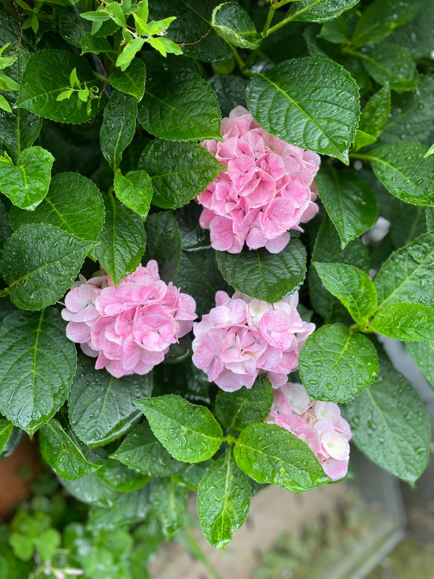 しのち☀️ on LIPS 「Shinooftheday.今年ももう半分過ぎて早くも6月雨の..」(3枚目)