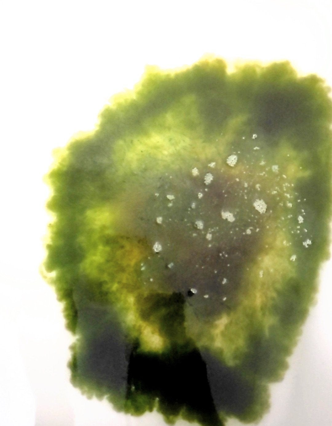 松寿の宝湯/和漢薬研究所/生薬系入浴剤を使ったクチコミ(3枚目)