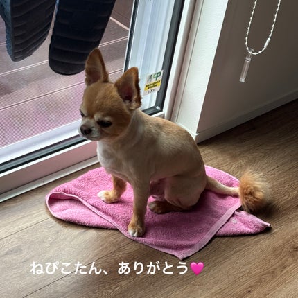 ビタミンC ブレミッシュセラム マスクパック/Anua/シートマスク・パックを使ったクチコミ(7枚目)