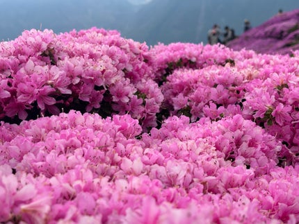 アリィー クロノビューティ ジェルUV EX/アリィー/日焼け止めジェルを使ったクチコミ(5枚目)