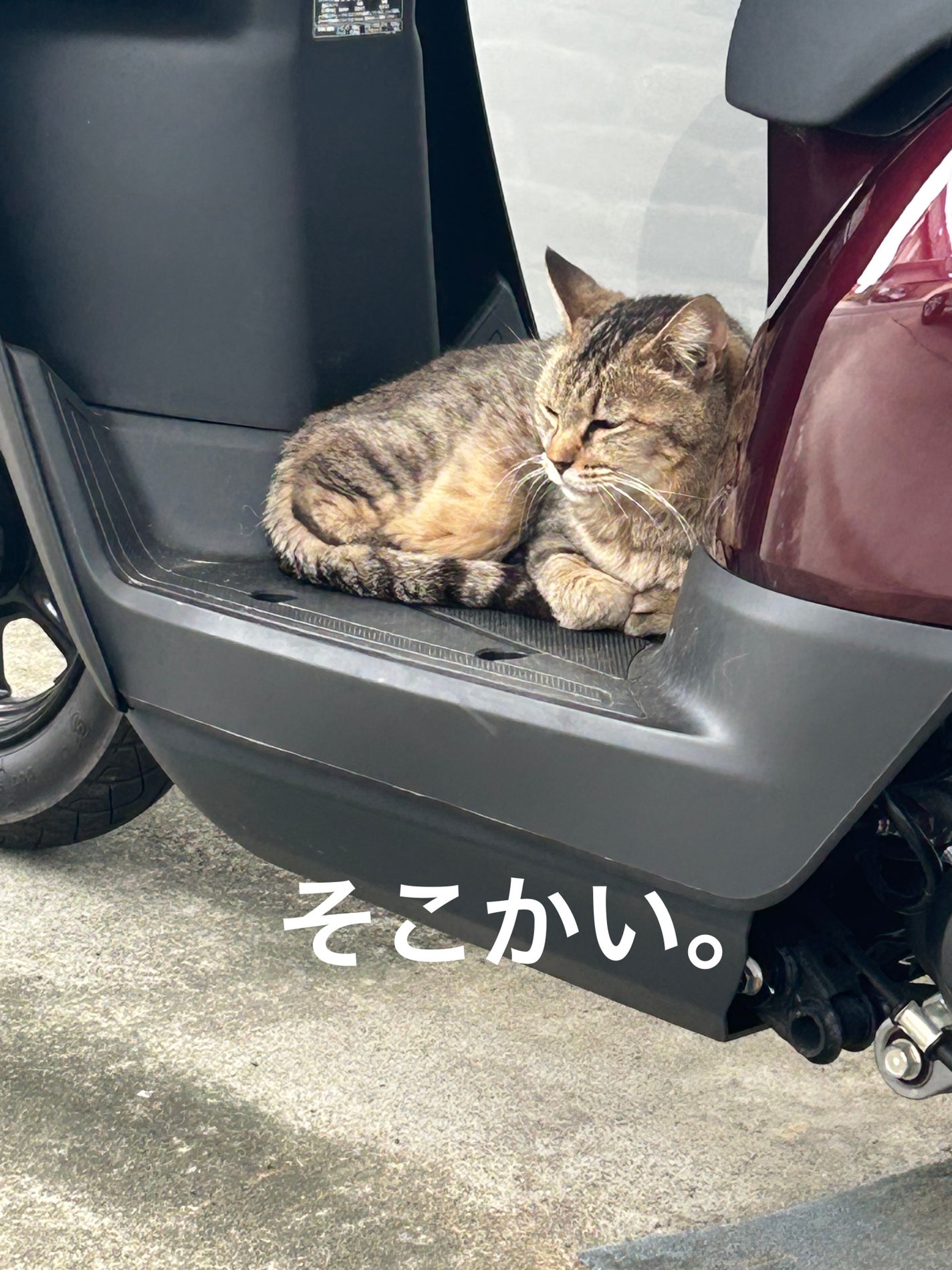 ðââ¬ã«ãããðŸ on LIPS ãåšãéã£ãŠåž°ã£ãããã€ãã®ãšãã«äž»ã«ãããã«ããŒããšã坿ã声..ãïŒ2æç®ïŒ