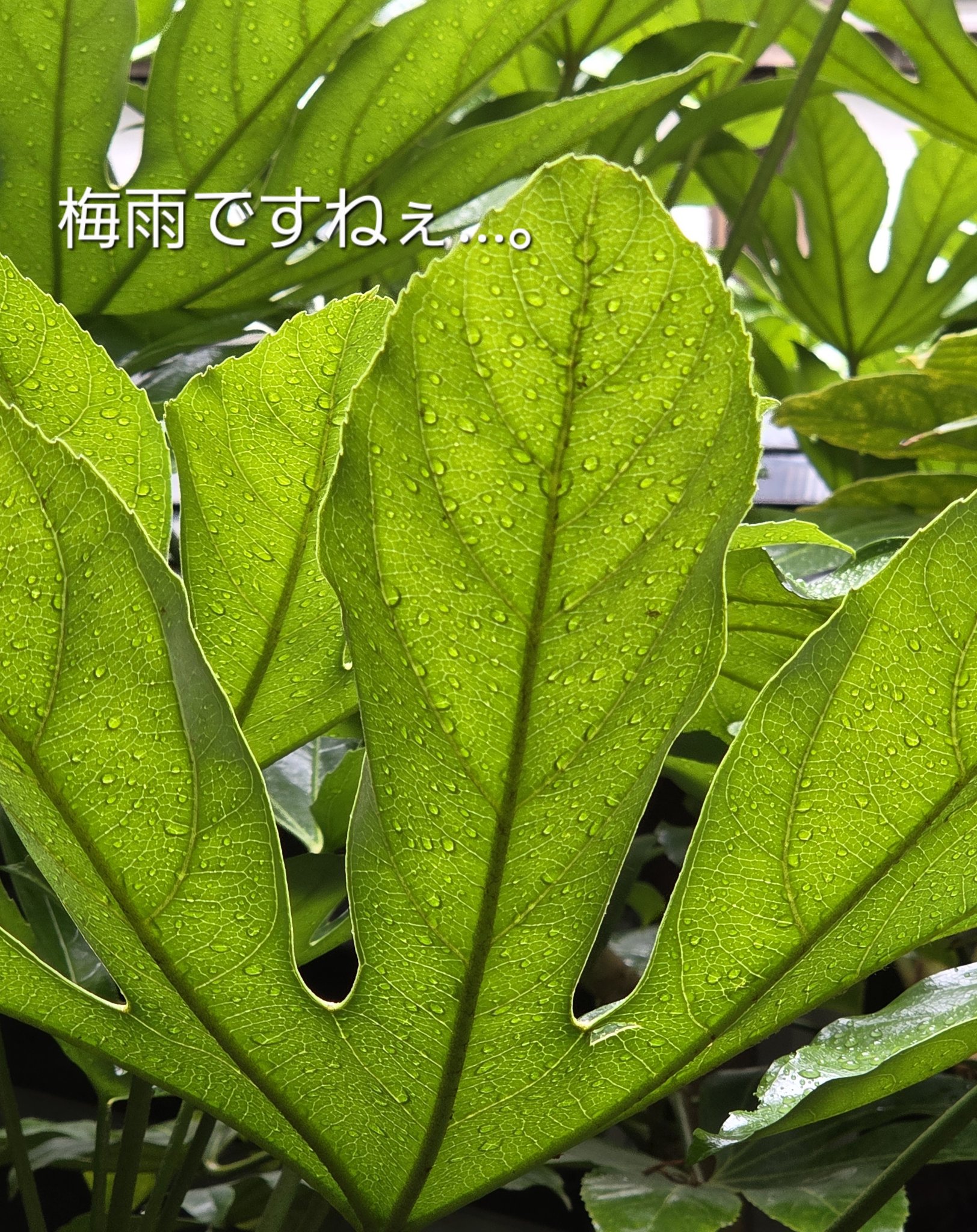 クォーツバスソルトクリスタルラベンダーミント/eume(イウミー)/保湿系入浴剤を使ったクチコミ（3枚目）