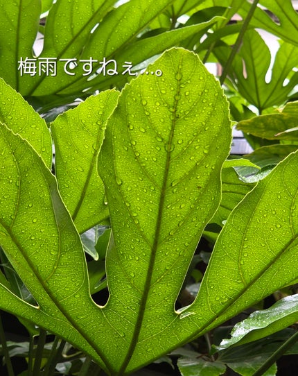 クォーツバスソルトクリスタルラベンダーミント/eume(イウミー)/保湿系入浴剤を使ったクチコミ(3枚目)