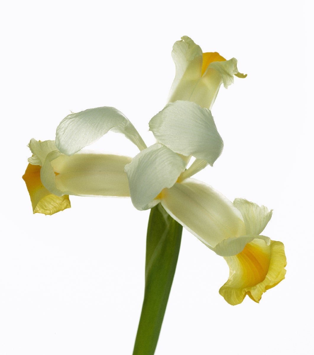 velvet dream shimmer body cream munus