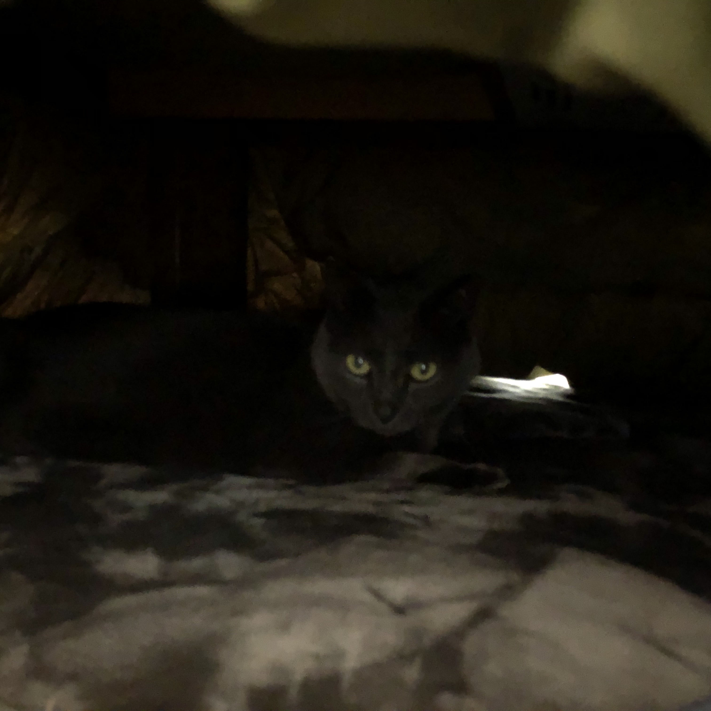 ナチュラル チークN/CEZANNE/パウダーチークを使ったクチコミ（1枚目）