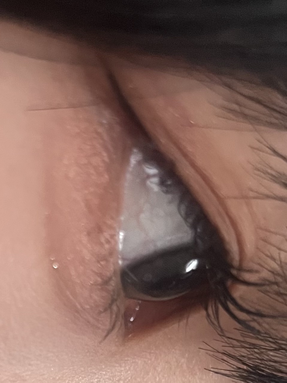 エバーカラーワンデーミリモア おねだりパール/エバーカラー/ワンデー（１DAY）カラコンを使ったクチコミ（2枚目）