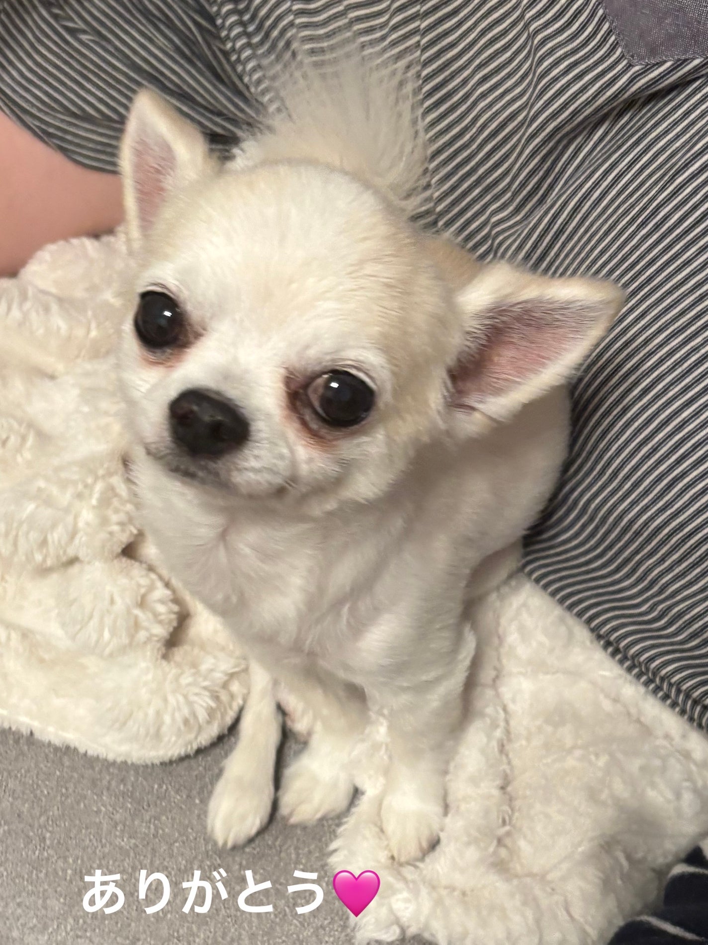 パーフェクトセラム オリジナルセラム/miseenscene/アウトバストリートメントを使ったクチコミ(7枚目)