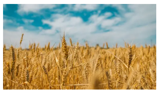 オートミール基本の美味しい食べ方とおすすめアレンジレシピ|朝食やご飯のかわりにもの画像