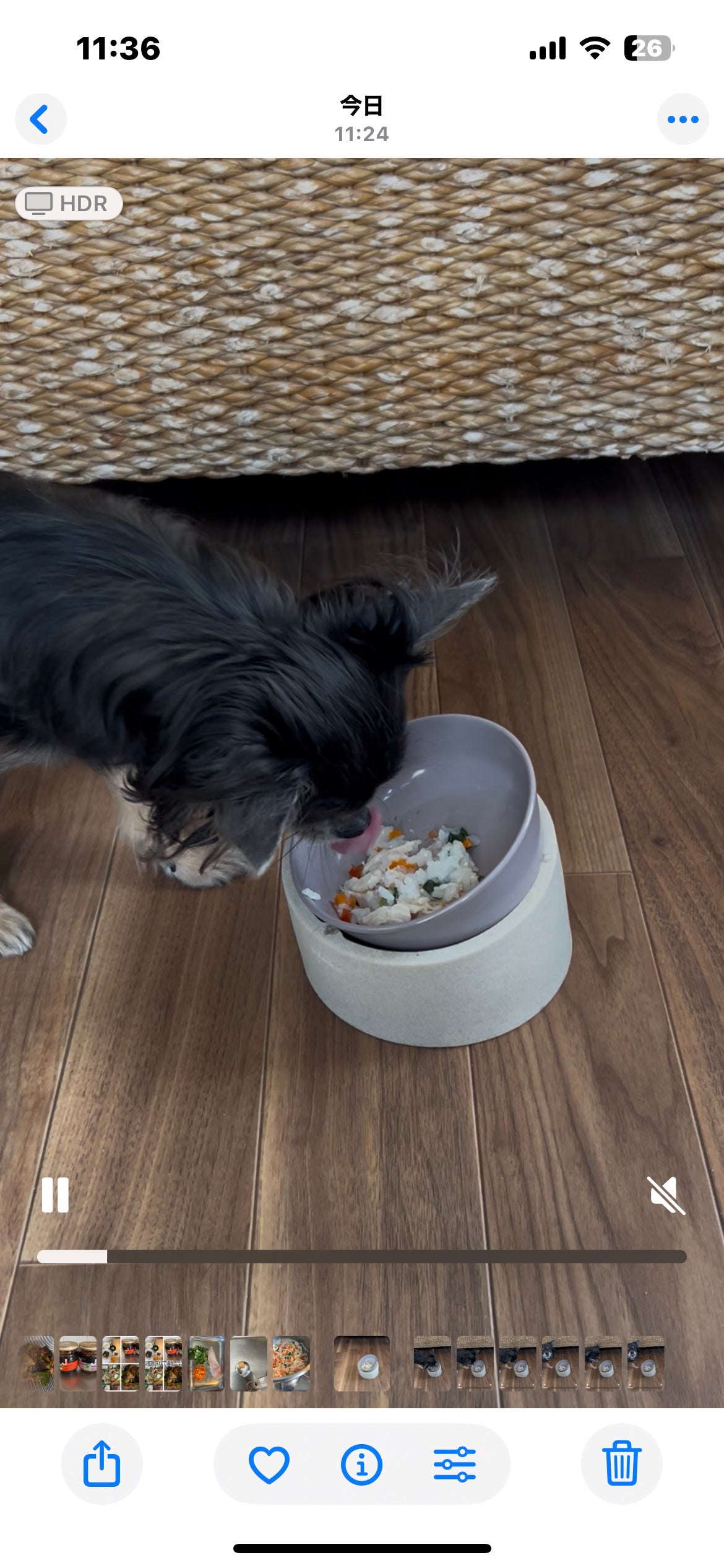 ひふみレイキ💫フォロバ♾️ on LIPS 「最近、愛犬のひふみが食欲をなくしいつも大好きなボーロやお芋にも..」(3枚目)