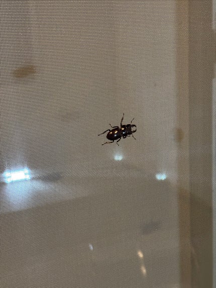 ルナソル ネイルポリッシュ/LUNASOL/マニキュアを使ったクチコミ(4枚目)