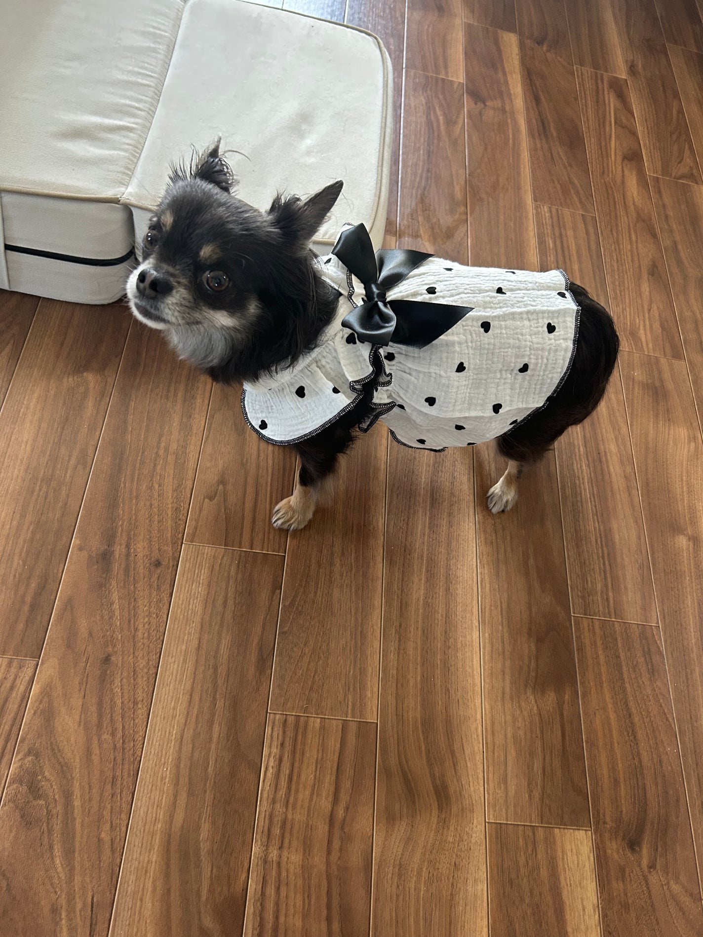 ひふみレイキ💫フォロバ♾️ on LIPS 「すっかり元気になった愛犬ひふみ🐶新しいお洋服を着せて、私も心機..」(6枚目)