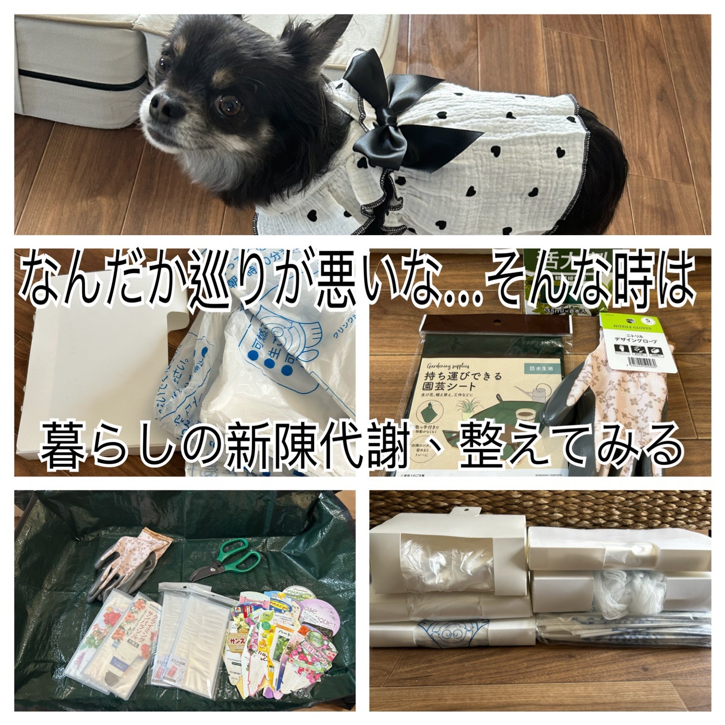 ひふみレイキ💫フォロバ♾️ on LIPS 「すっかり元気になった愛犬ひふみ🐶新しいお洋服を着せて、私も心機..」(1枚目)