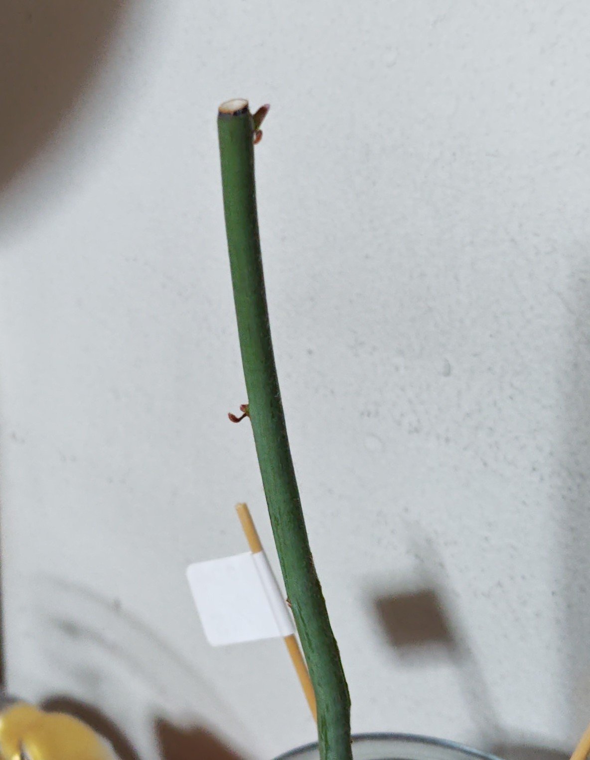 ガラス花瓶/DAISO/その他を使ったクチコミ（1枚目）