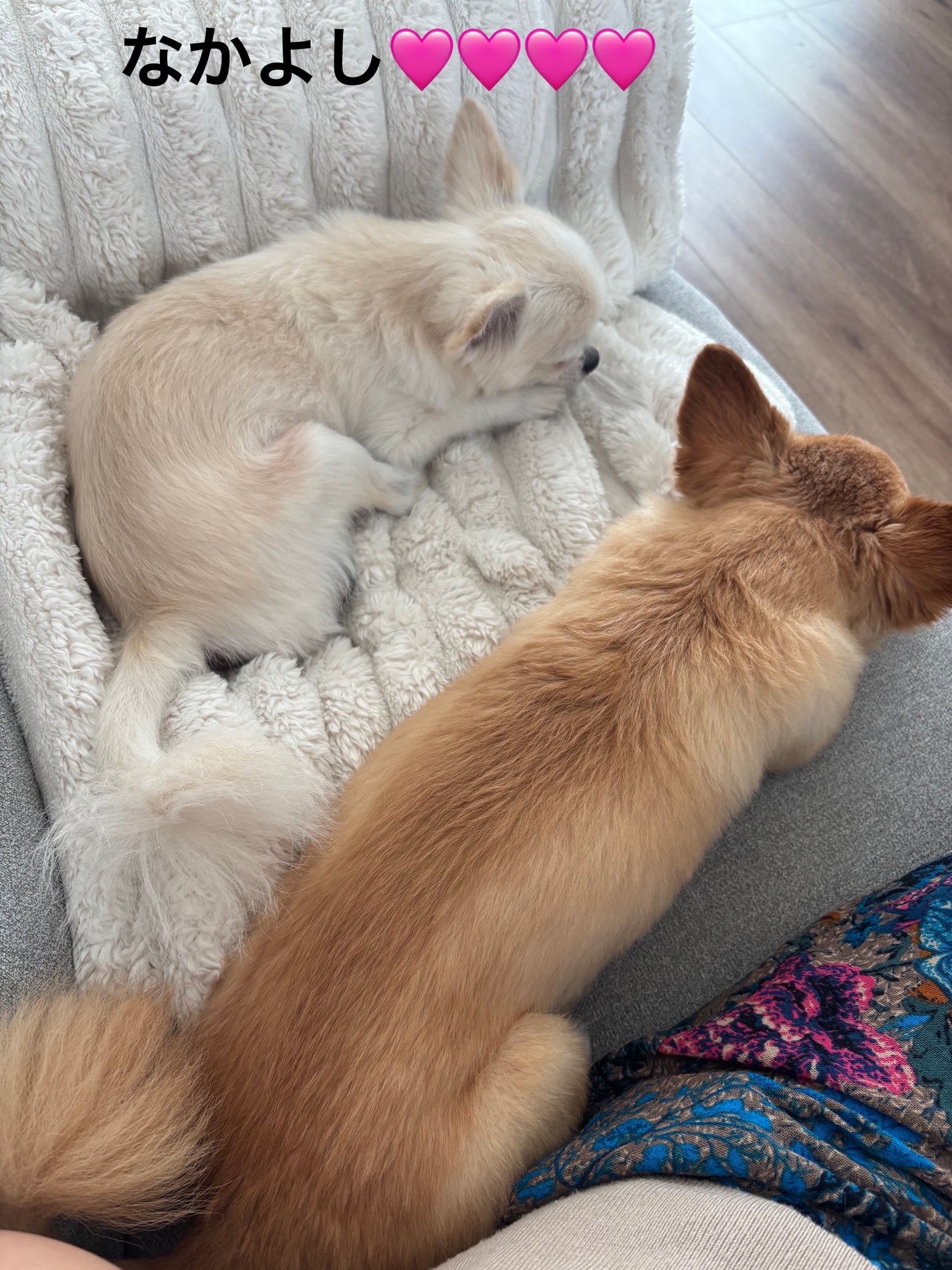 PDRNバクチオールセラム/ONE THING/美容液を使ったクチコミ(7枚目)