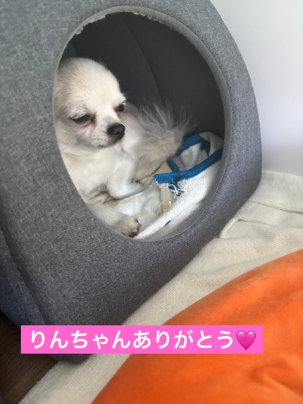 ガーナ リップグロス/モーリーファンタジー/リップグロスを使ったクチコミ(9枚目)