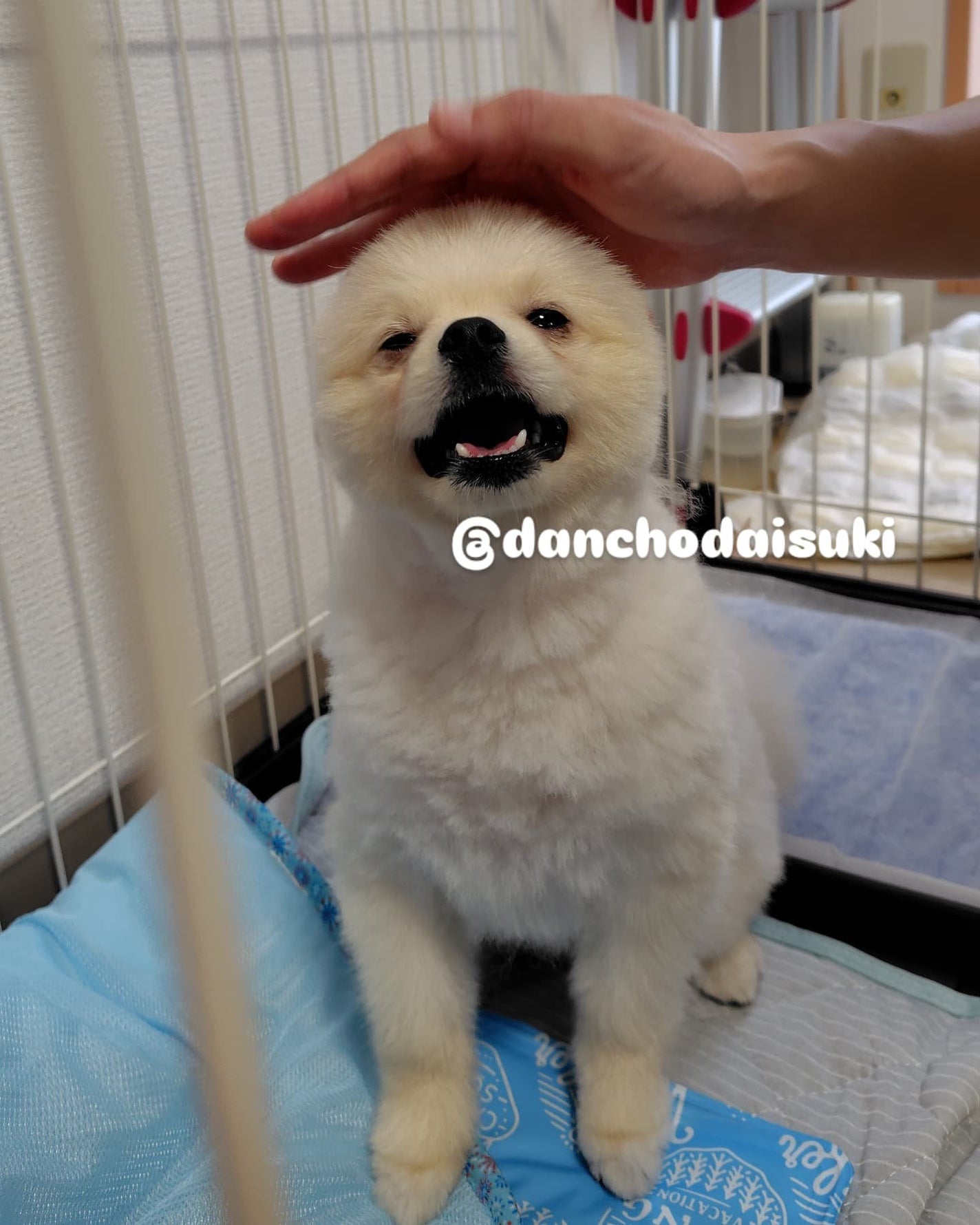 ロリィタ民❤サトミ❣️フォロバ️100 on LIPS 「本日愛犬のサマーカット🐶暑いのにエアコンがずっと来ない我が家、..」(4枚目)