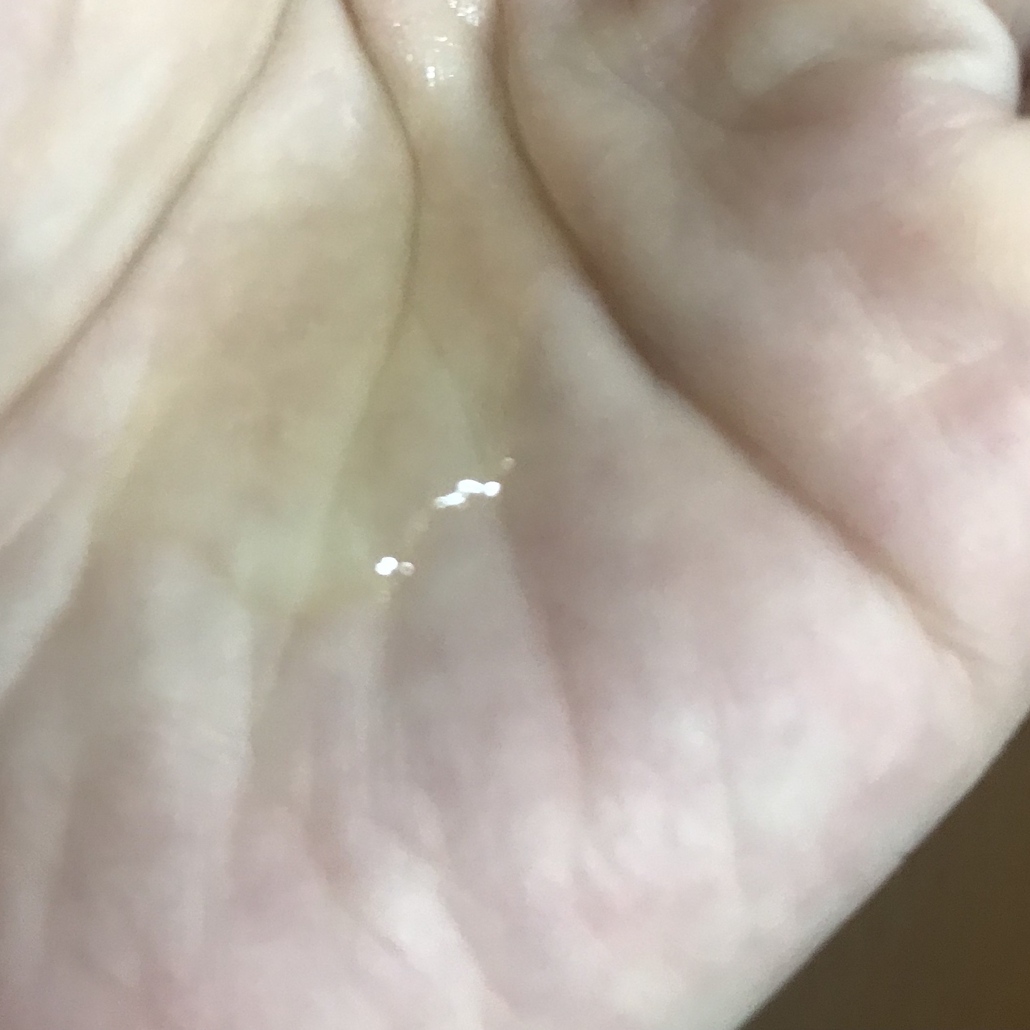 ピュア クレンジング オイル ウィキッドエディション（300ml）/manyo/オイルクレンジングを使ったクチコミ（2枚目）