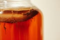 コンブチャの効果って?痩せるって本当?おすすめの飲み方や危険性を解説!のサムネイル