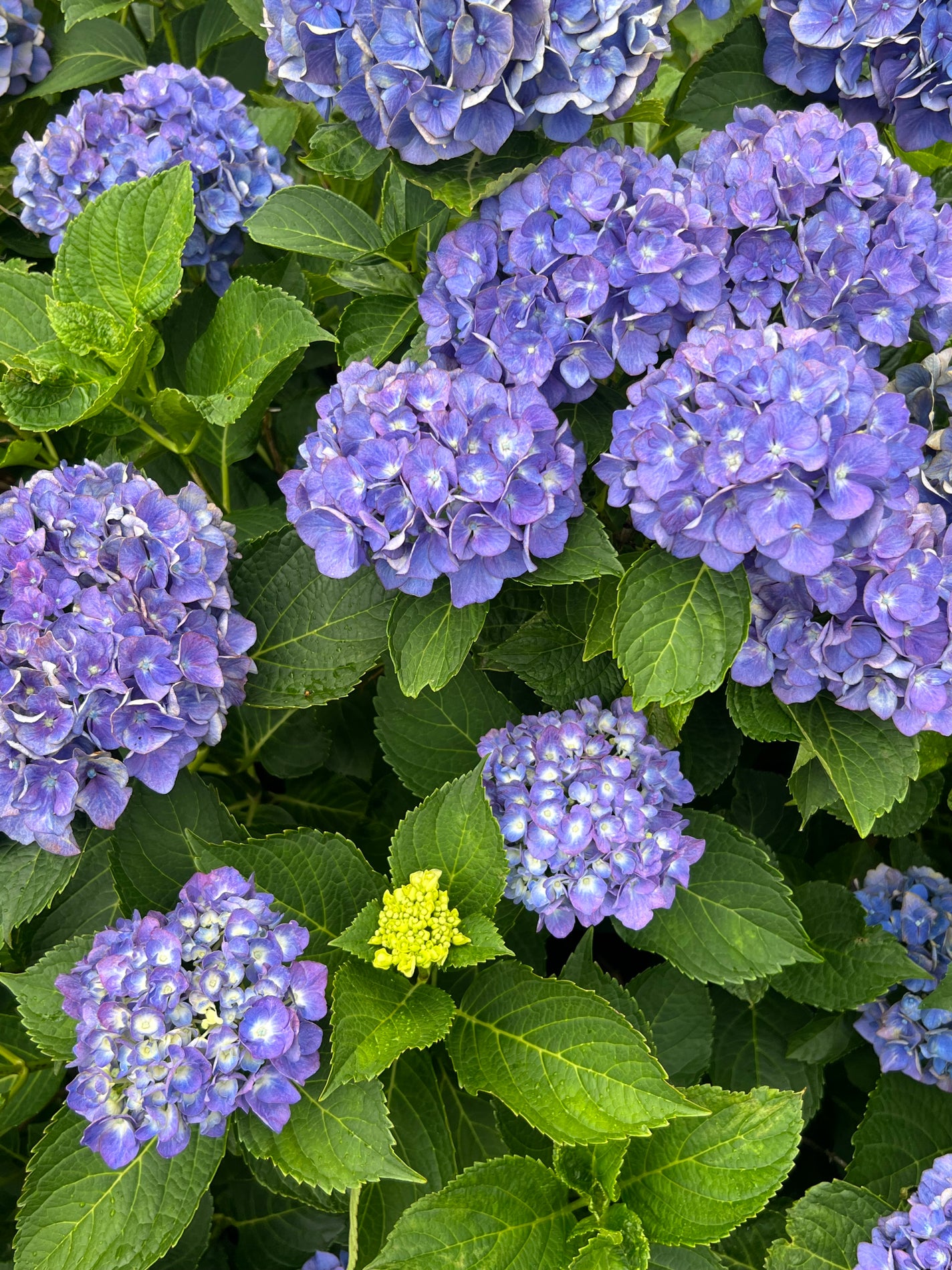 七福 on LIPS 「夏ネイルデザイン誕生日バージョン😹アラフィフ、痛いほど年齢に抗..」(5枚目)