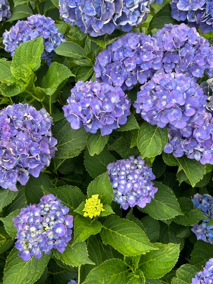 七福 on LIPS 「夏ネイルデザイン誕生日バージョン😹アラフィフ、痛いほど年齢に抗..」(5枚目)