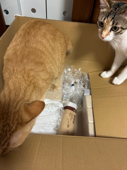 ðââ¬ã«ãããðŸ on LIPS ãç¡å°ã«ãªããªãè¡ããªãã®ã§ãããã§é Œãã ã¹ããã¯åããããå±ã..ãïŒ7æç®ïŒ