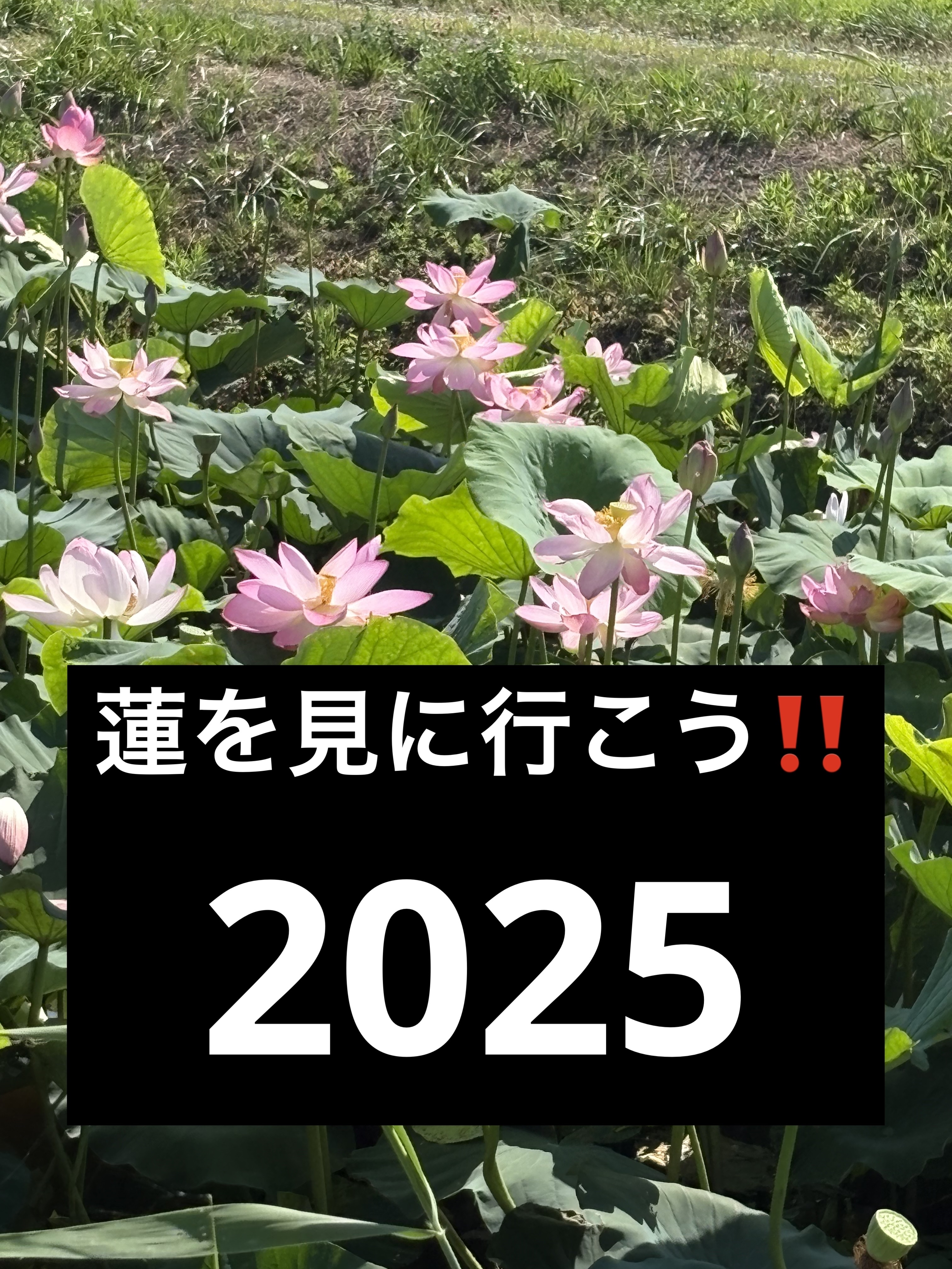 ミャオパウズアイシャドウパレット/MilleFée/アイシャドウパレットを使ったクチコミ（3枚目）