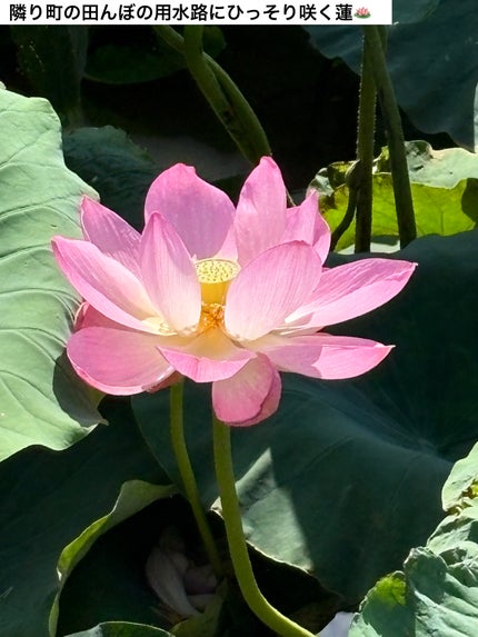 むちぷるティント/キャンメイク/リップティントを使ったクチコミ(4枚目)