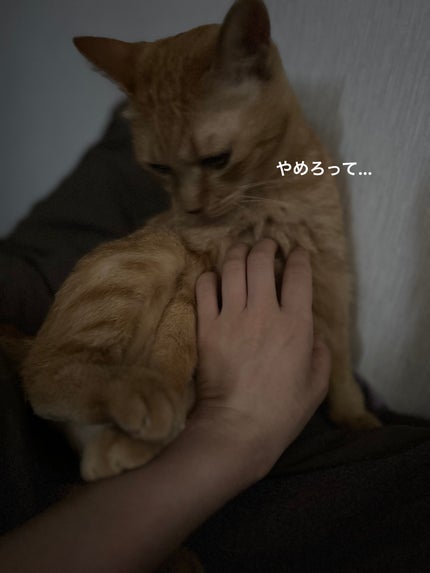 レ ベージュ パレット ルガール/CHANEL/アイシャドウパレットを使ったクチコミ(7枚目)