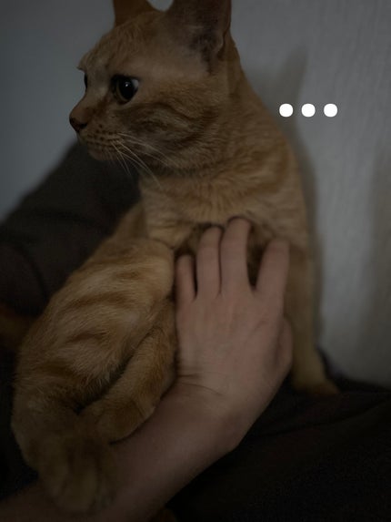 レ ベージュ パレット ルガール/CHANEL/アイシャドウパレットを使ったクチコミ(5枚目)