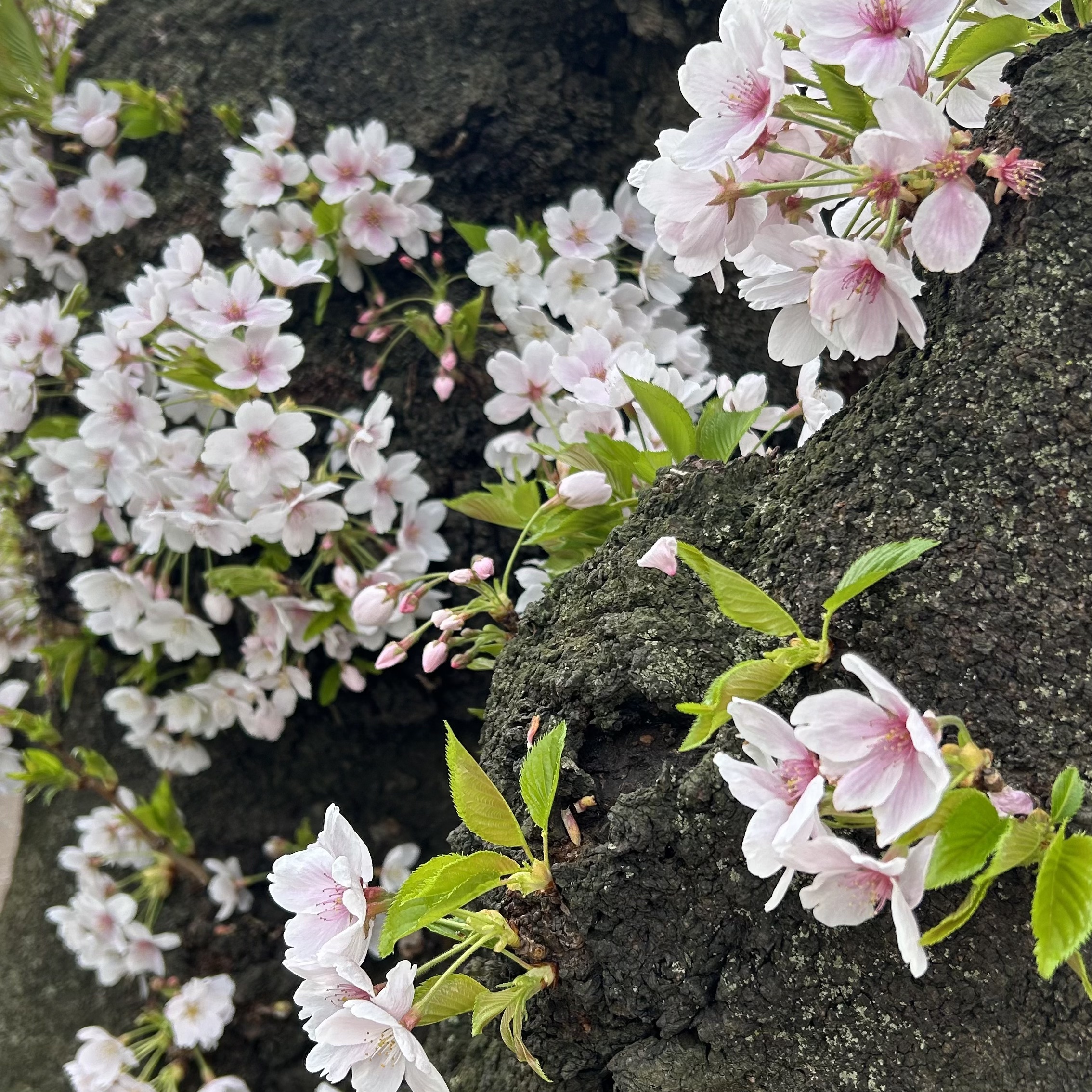 薬用固形パウダー/ピジョン/ボディパウダーを使ったクチコミ（1枚目）