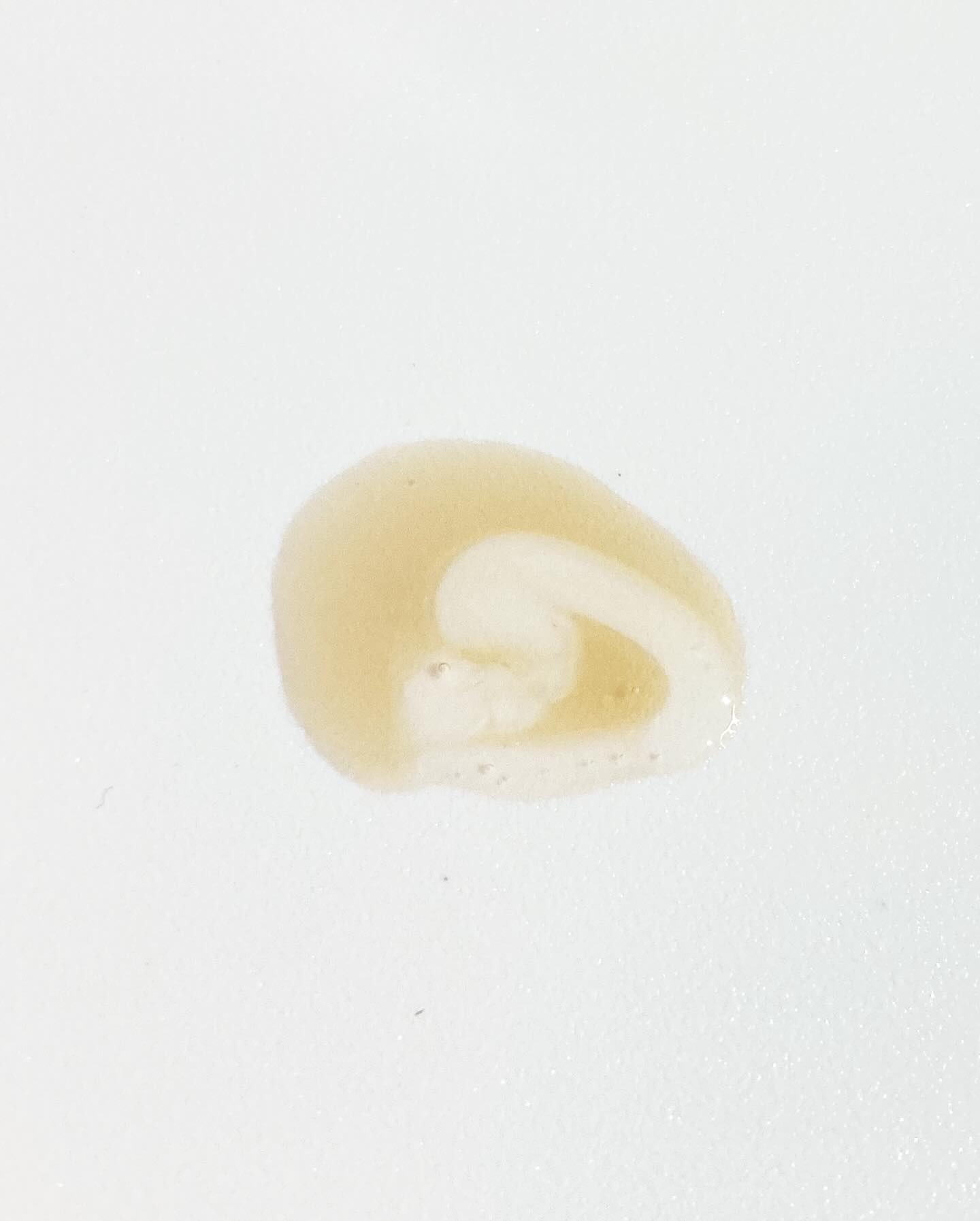 ビタプル ダブルアクション リペアセラム 15/VITAPURU/美容液を使ったクチコミ（2枚目）