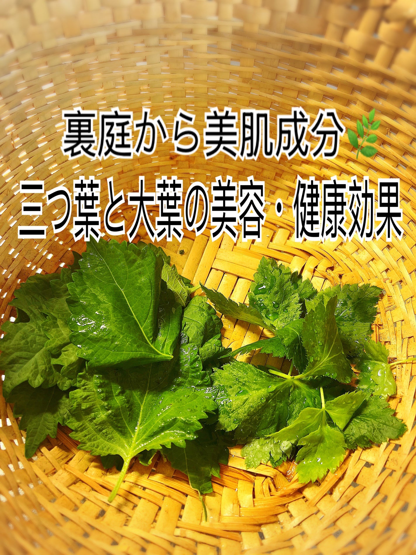 ひふみレイキ💫フォロバ♾️ on LIPS 「🌿今朝の収穫|三つ葉と大葉愛犬と散歩しながら裏庭で朝摘みした三..」(1枚目)