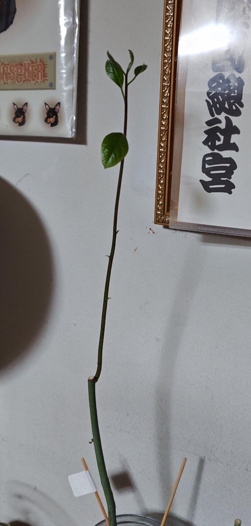 ガラス花瓶/DAISO/その他を使ったクチコミ（1枚目）