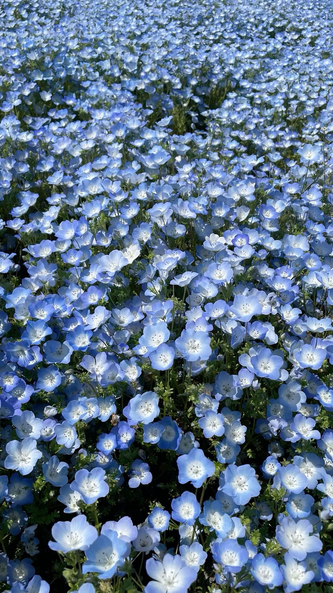 この前紹介したunoveウォーターエッセンスミストやばい!!!思った以上にめちゃストレートになる!!アイロンはしてるけどそれがキープされる感じ?キープミストではないけどほんとにやばい!!しかもサラサラ!!!やばい....#ヘアケアグッズ #