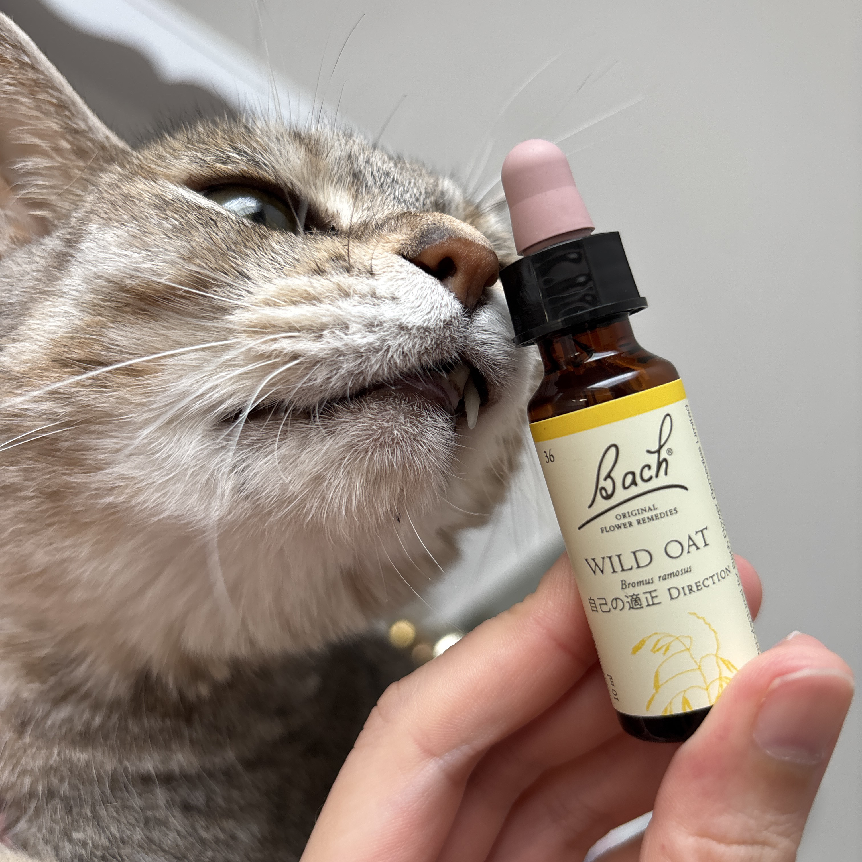 ワイルドオート/バッチフラワーレメディ/健康サプリメントを使ったクチコミ（1枚目）