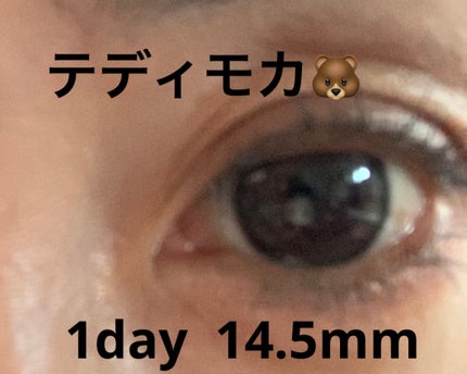 エバーカラーワンデー ナチュラル テディモカ/エバーカラー/ワンデー(1DAY)カラコンの画像