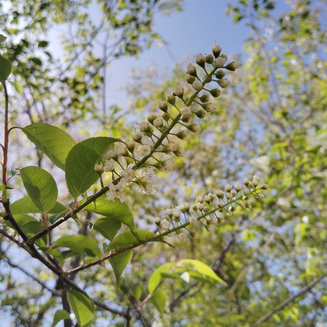 サントリー天然水/サントリー/ミネラルウォーターを使ったクチコミ(9枚目)