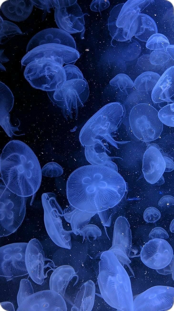 PDRN ビタグル カプセル 化粧水/Klairs/化粧水を使ったクチコミ(6枚目)