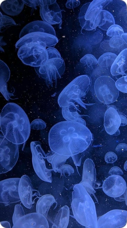 PDRN ビタグル カプセル 化粧水/Klairs/化粧水を使ったクチコミ(6枚目)