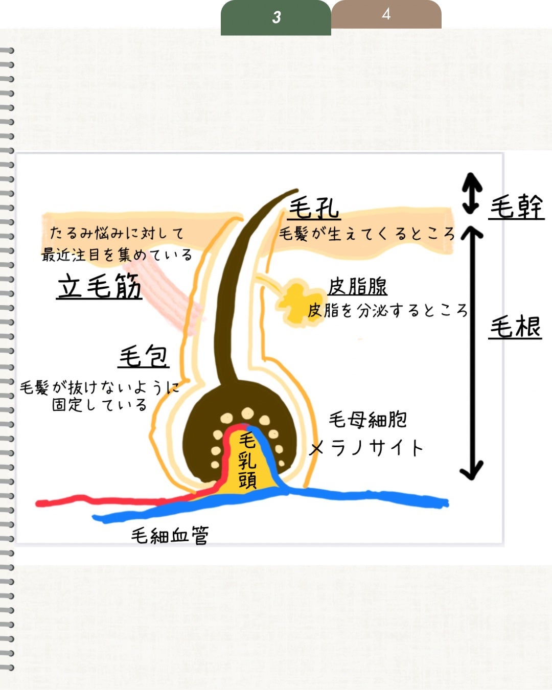 elan_lotus on LIPS 「最近シャントリのPRをいただける機会が多いので改めて勉強します..」(4枚目)