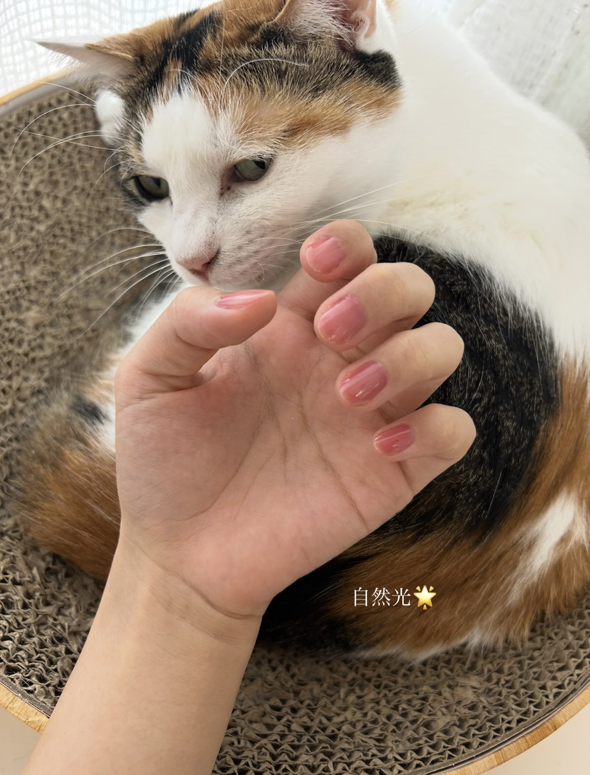 ファンデーションカラーズ/キャンメイク/マニキュアを使ったクチコミ（2枚目）