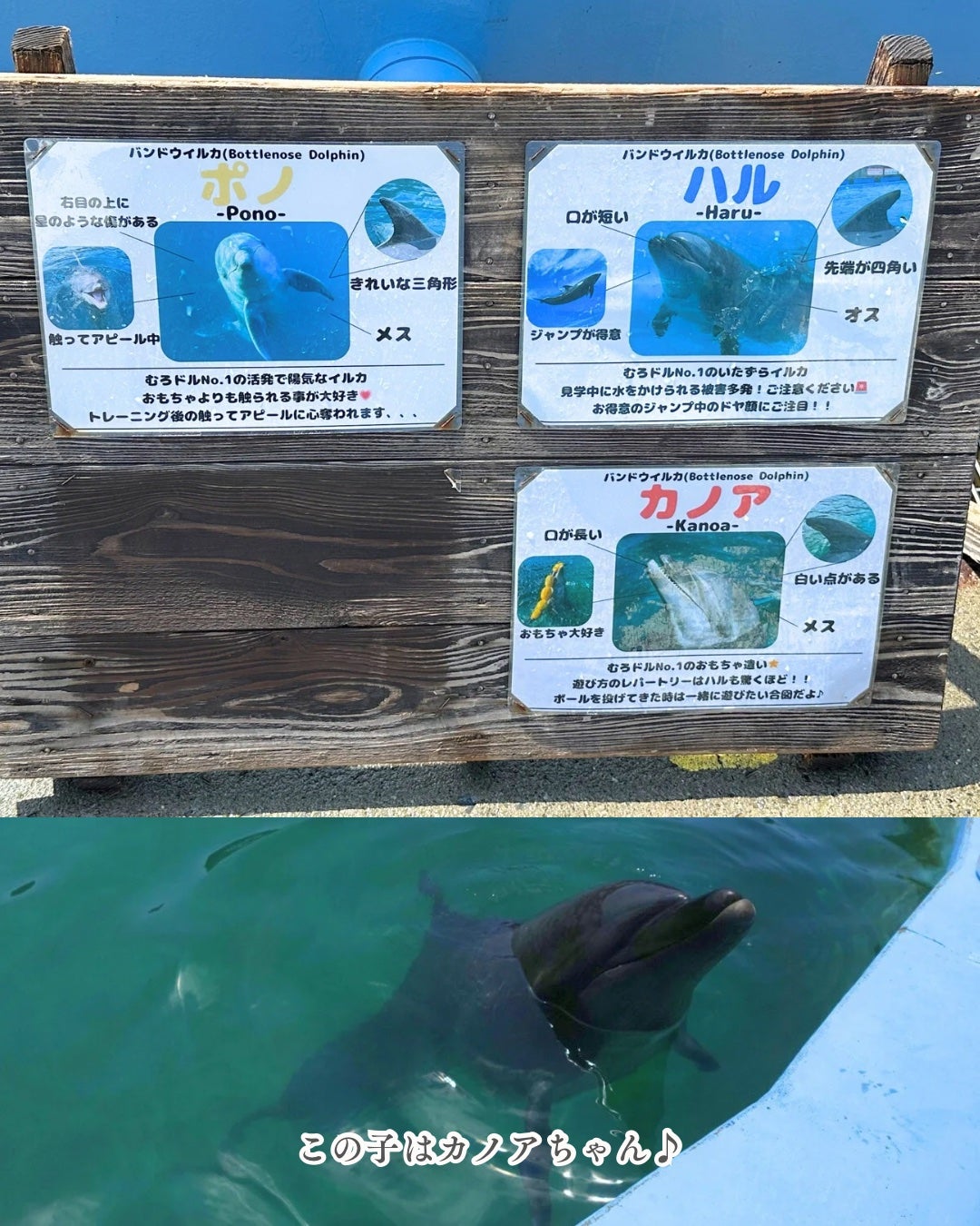 HARUð°ãããæšããã«ãå¬ã³ã¹ã¡ð on LIPS ãð¬ã€ã«ã«ãšéãã§çŸå®¹ïŒå¥åº·UPâ¡çãã®ãã«ãã£ã³ã¹ã€ã äœéšã¬ã..ãïŒ5æç®ïŒ